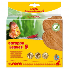 Сера Листья индийского миндаля Catappa Leaves S 14 см. фото