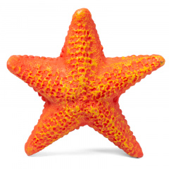Звезда морская малая, 85*85*23мм, Laguna фото