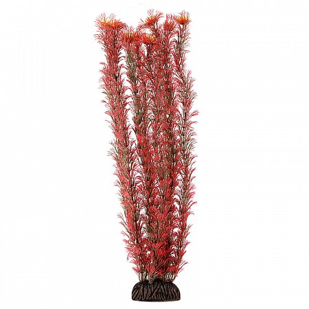 Растение "Амбулия" красная, 400мм, Laguna фото