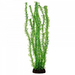 Растение "Лигодиум" зеленый, 100мм, Laguna фото
