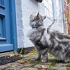 Комплект для кошек. Шлейка и поводок, единый размер, Сакура