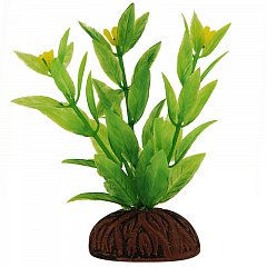 Растение "Альтернантера" зеленая цветущая, 80мм, Laguna фото