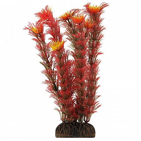 Растение "Амбулия" красная, 200мм, Laguna фото