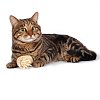 Игрушка NATURAL для кошек из кукурузных листьев "Бобина", 60/110мм, Triol