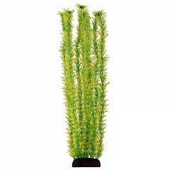 Растение "Амбулия" жёлто-зеленая, 500мм фото