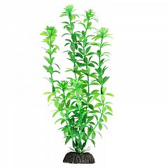 Растение "Гемиантус" зеленый, 300мм, Laguna фото