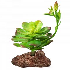 Растение "Эониум", 100*100*160мм, Laguna фото