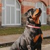 Короткий поводок для собак, S, Ретро розовый