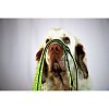 Мультифункциональный дизайнерский поводок для собак, L, рисунок Киви
