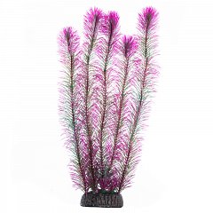Растение "Перистолистник" фиолетовый, 400мм, Laguna фото