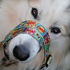 Короткий поводок для собак, L, Комикс