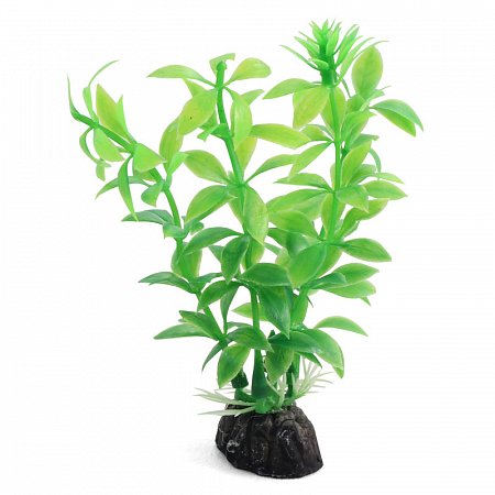 Растение "Гемиантус" зеленый, 100мм, Laguna фото