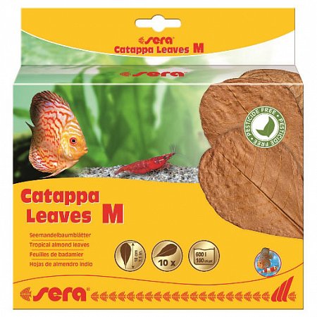 Сера Листья индийского миндаля Catappa Leaves M 18 см. фото