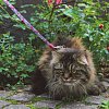 Комплект для кошек. Шлейка и поводок, единый размер, Сакура