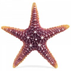 Звезда морская большая, 160*160*30мм, Laguna фото