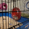 ZOLUX, Бесшумное колесо для грызунов Rody 3, цвет ярко-желтый, 206036