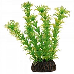 Растение "Амбулия" жёлто-зеленая, 100мм, Laguna фото
