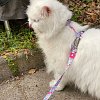 Комплект для кошек. Шлейка и поводок, единый размер, Сакура